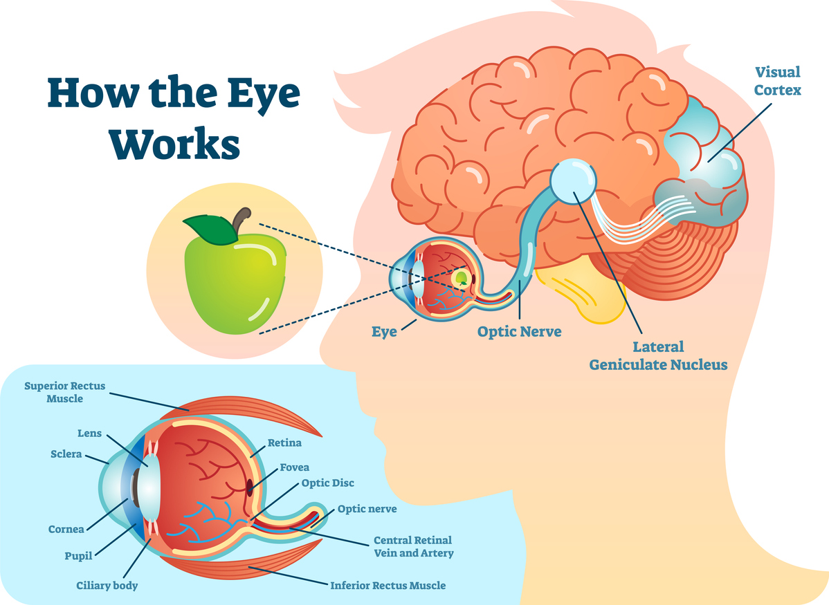 diagram-of-the-eye-socket