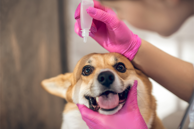 Restasis Eye Drops for the Treatment of Dry Eyes - We Fix Eyes